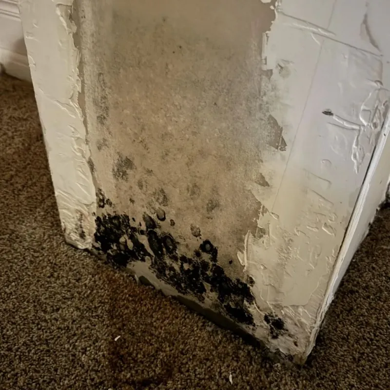 Professional Mold Removal in Bondsville, MA
